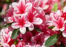 Azalea