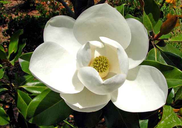 Magnolia